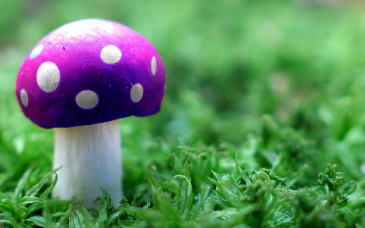 mushrooms, Poison HD Wallpaper Desktop Background