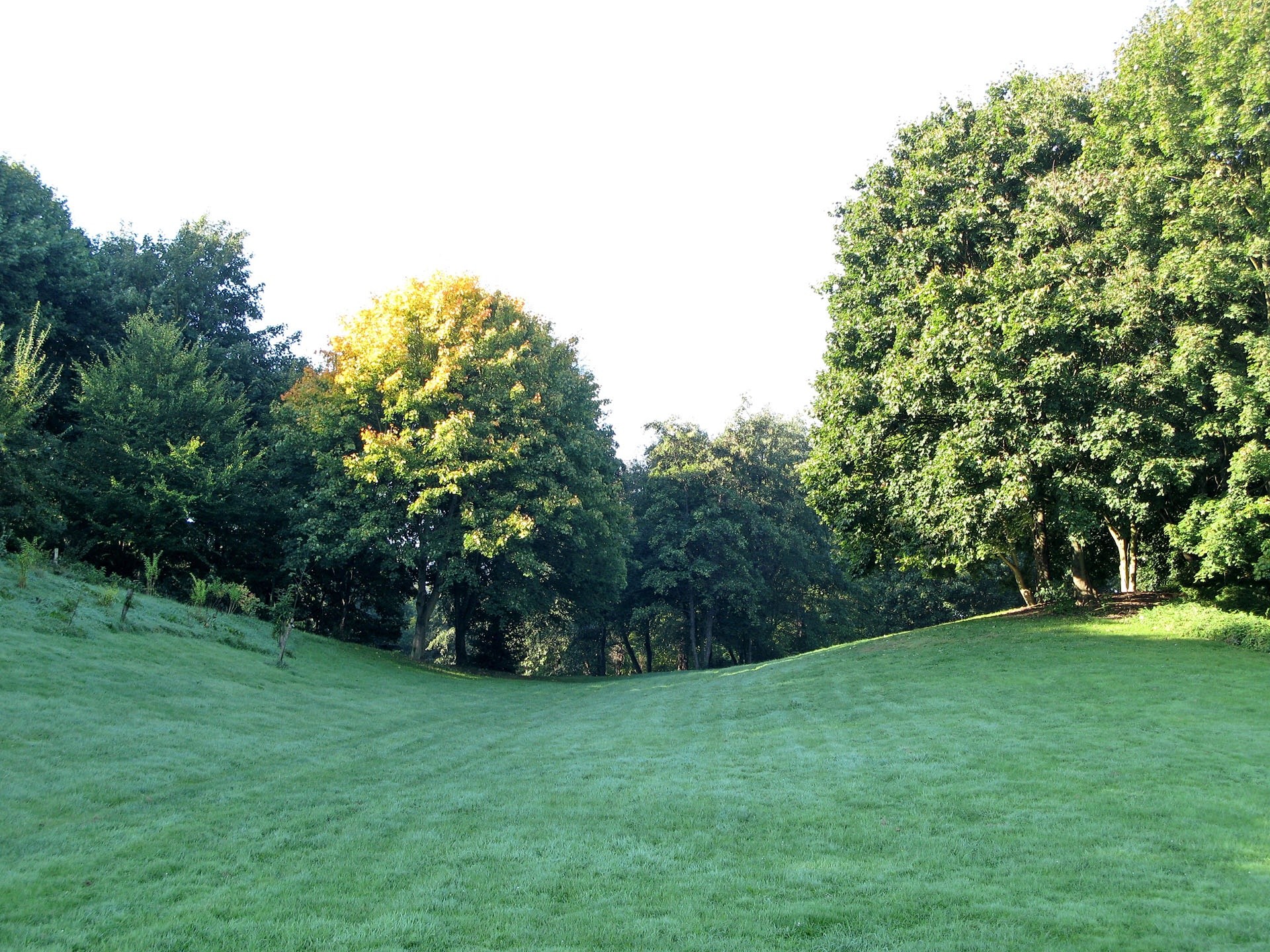 landscapes, Trees, Fields Wallpaper