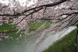 nature, Cherry, Blossoms