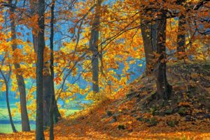 blue, Landscapes, Nature, Trees, Autumn, Wood, Orange, Leaves