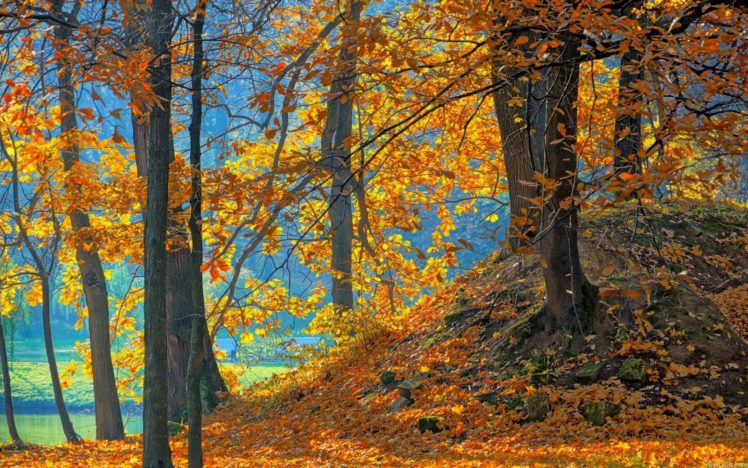 blue, Landscapes, Nature, Trees, Autumn, Wood, Orange, Leaves HD Wallpaper Desktop Background