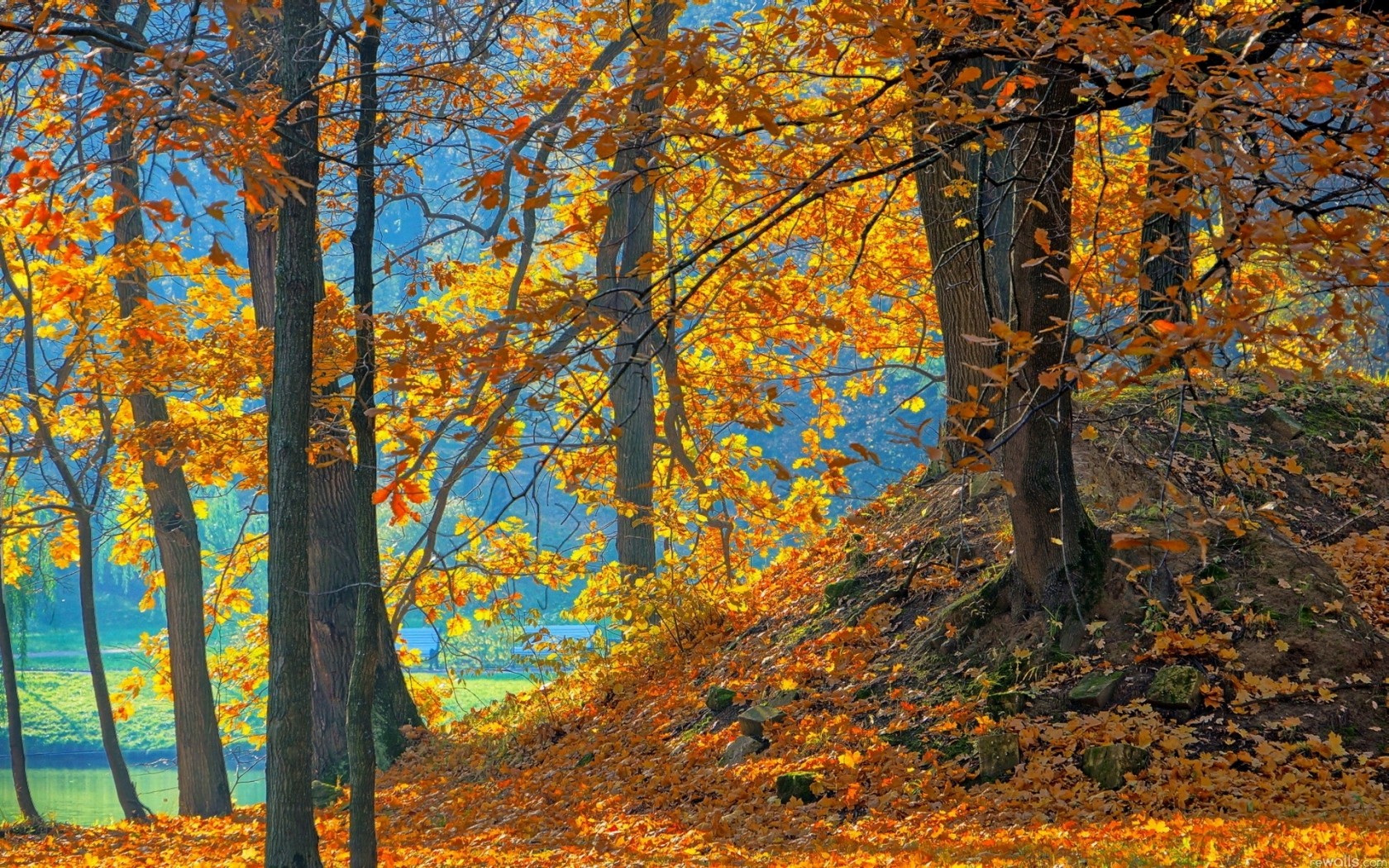 blue, Landscapes, Nature, Trees, Autumn, Wood, Orange, Leaves Wallpaper