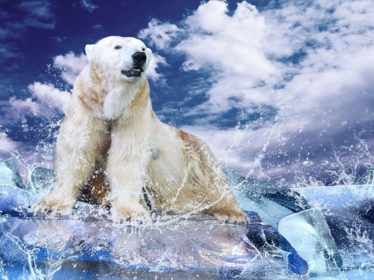 animals, Polar, Bears HD Wallpaper Desktop Background