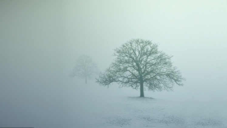trees, Fog HD Wallpaper Desktop Background