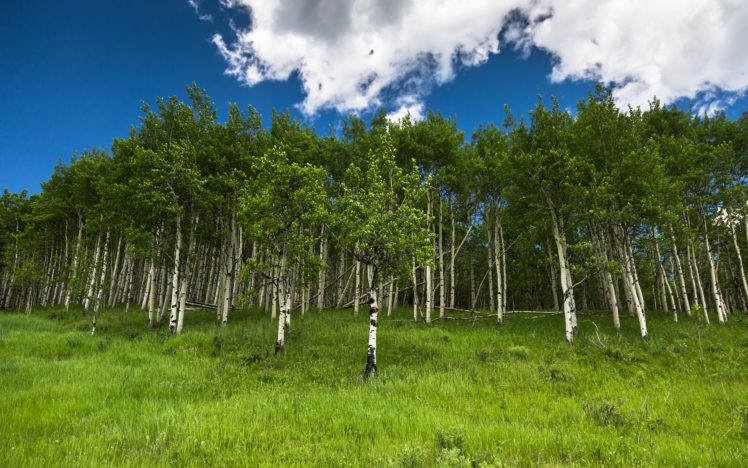 alberta, Canada, Trees, Birch, Grove, Grass HD Wallpaper Desktop Background