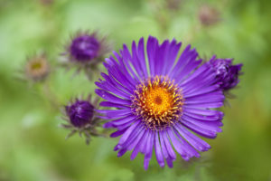 aster, Purple, Buds, Background