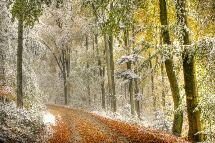 autumn, Forest, Road, Trees, Landscape HD Wallpaper Desktop Background