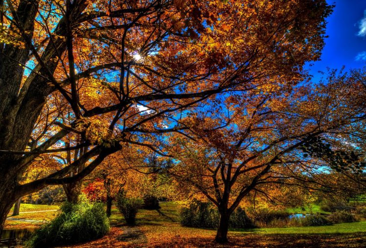 autumn, Trees, Park, Landscape HD Wallpaper Desktop Background