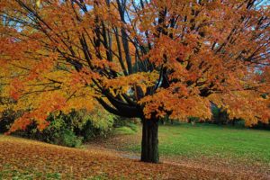 autumn, Tree, Park, Nature