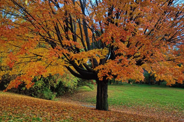 autumn, Tree, Park, Nature HD Wallpaper Desktop Background