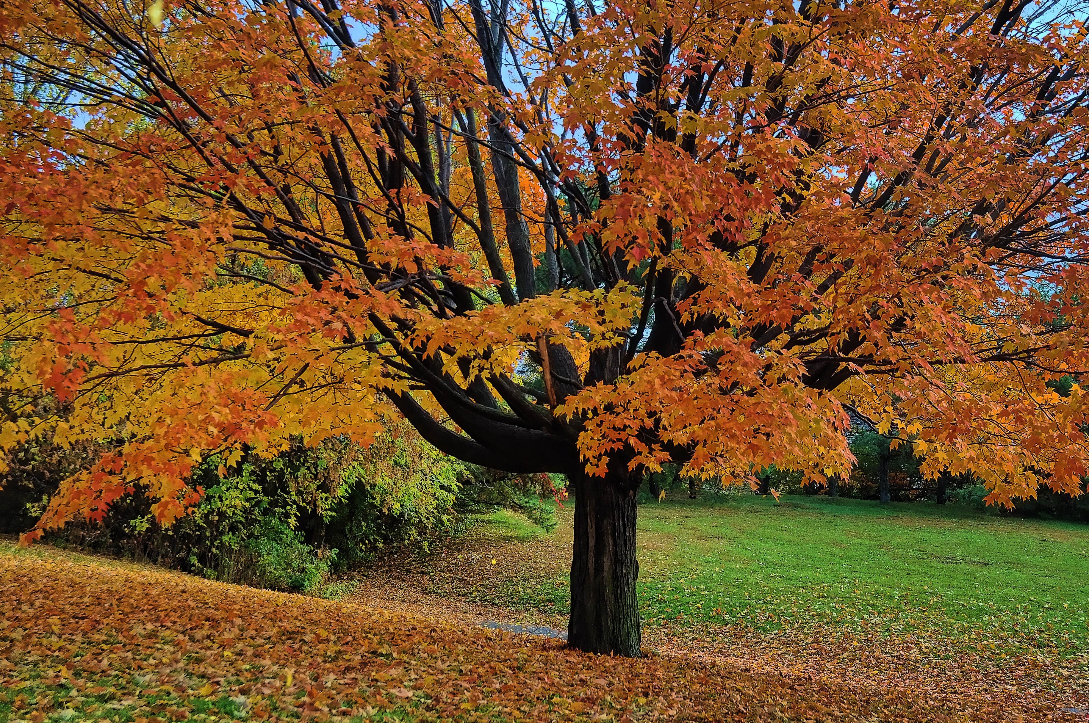 autumn, Tree, Park, Nature Wallpaper