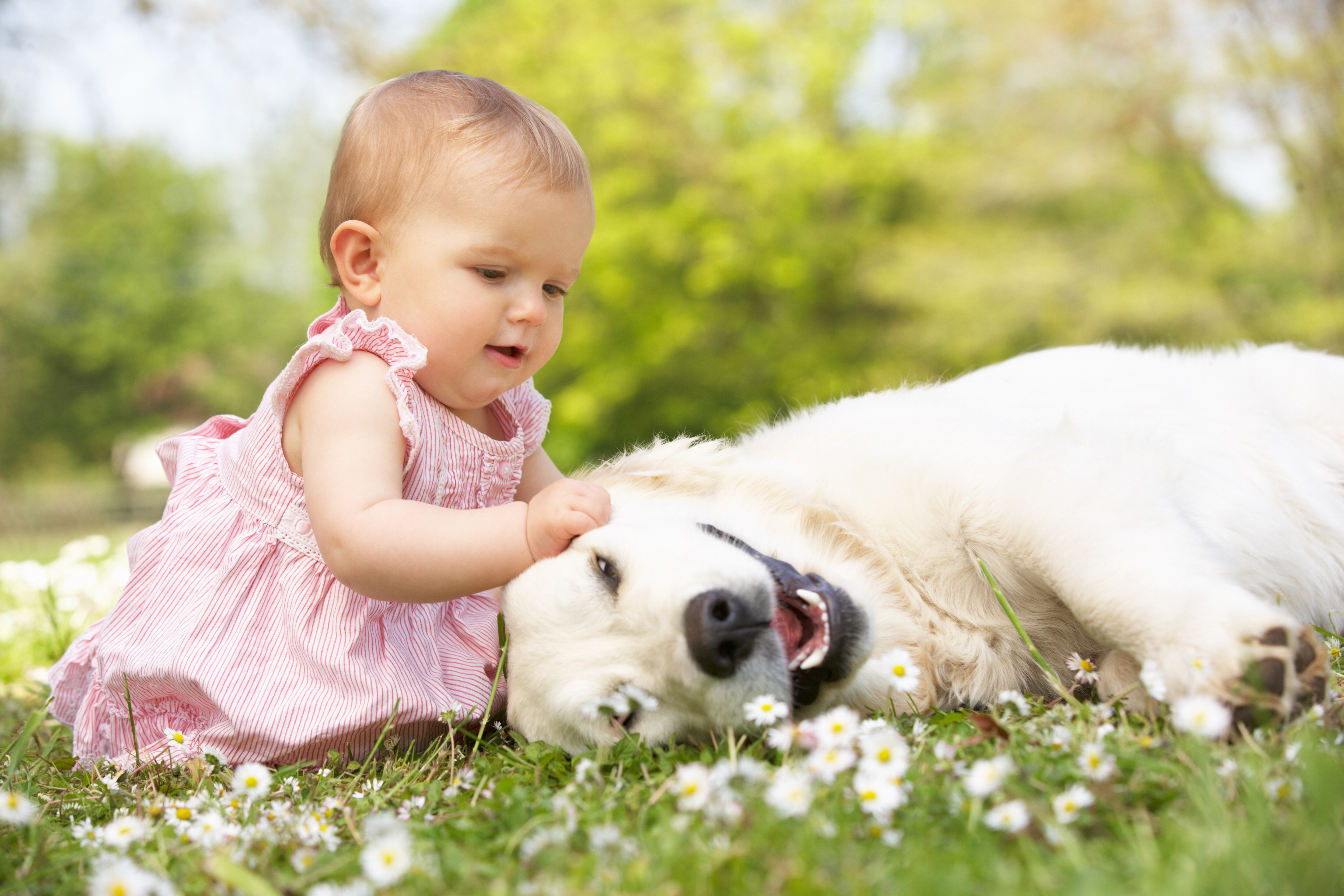 beautiful, Girl, Play, Child, Grass, Flowers, Baby, Childhood, Happy, Dog, Mood Wallpaper