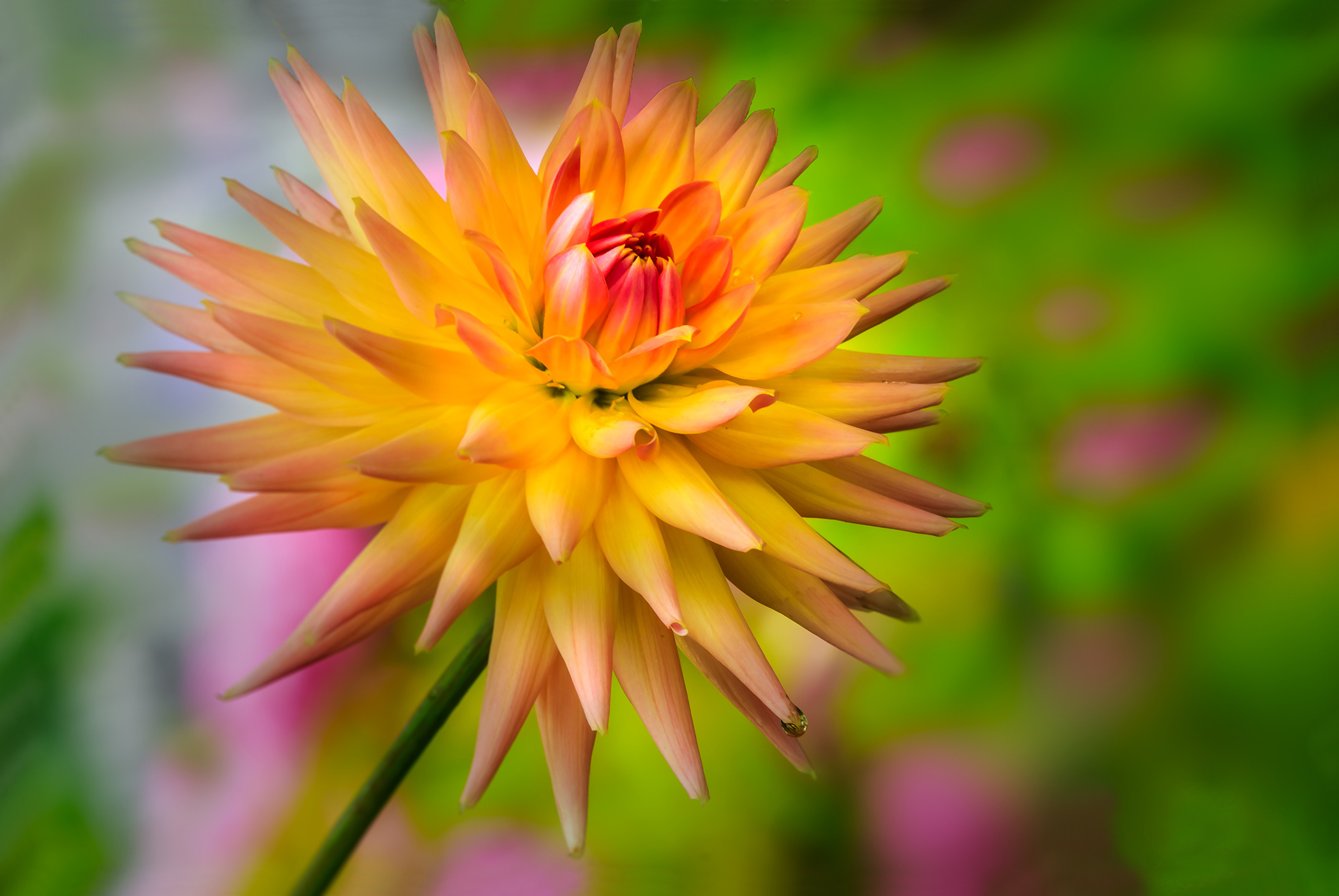 dahlia, Flower Wallpaper
