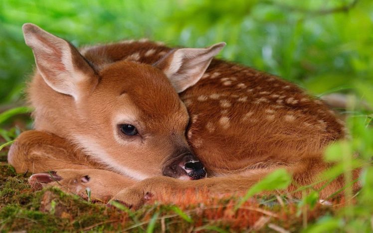 deer, Fawn, Lies, Grass HD Wallpaper Desktop Background