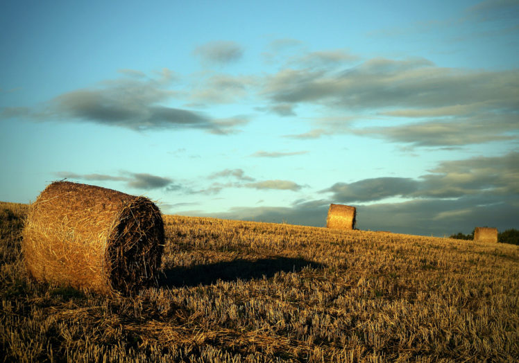 field, Harvesting, Rolls, Evening HD Wallpaper Desktop Background