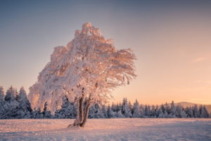field, Tree, Winter