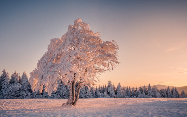 field, Tree, Winter HD Wallpaper Desktop Background
