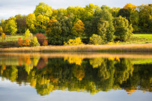 forest, Lake, Autumn, Reflection