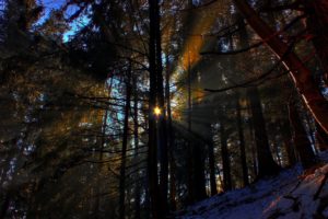 forest, Rays, Morning, Sun, Nature, Landscape