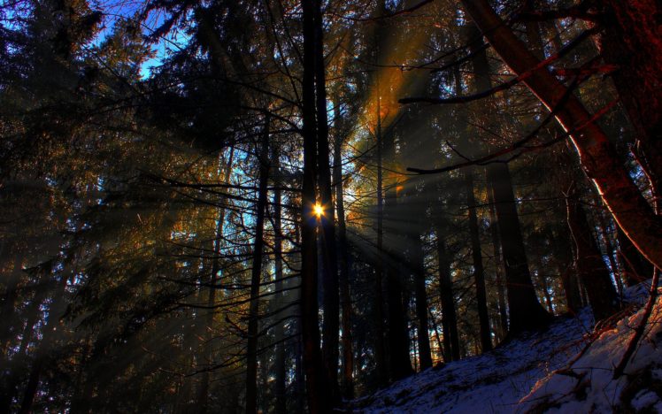 forest, Rays, Morning, Sun, Nature, Landscape HD Wallpaper Desktop Background