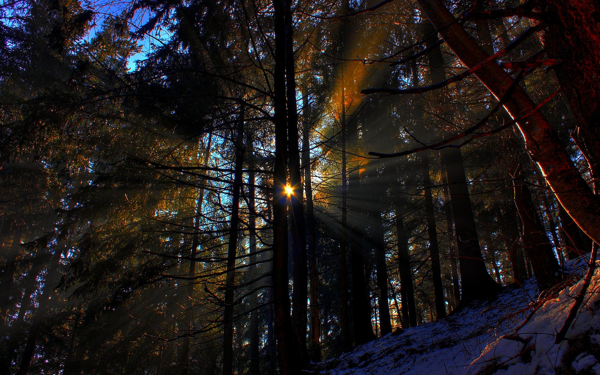 forest, Rays, Morning, Sun, Nature, Landscape Wallpaper