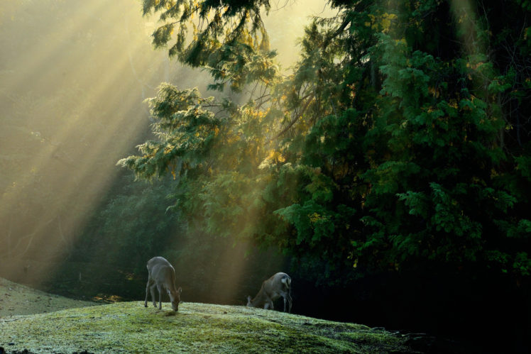 forest, Trees, Meadow, Deer, Rays, Solar HD Wallpaper Desktop Background
