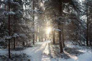 forest, Trees, Sun, Winter, Landscape