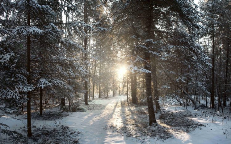 forest, Trees, Sun, Winter, Landscape HD Wallpaper Desktop Background