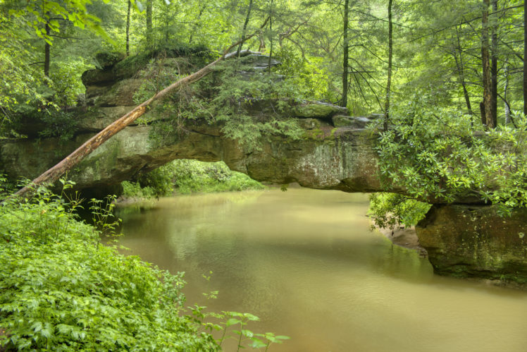 forest, River, Rocks, Trees, Landscape HD Wallpaper Desktop Background