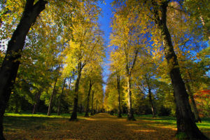 park, Arboretum, Road, Alley, Autumn