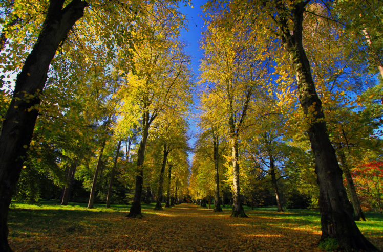 park, Arboretum, Road, Alley, Autumn HD Wallpaper Desktop Background