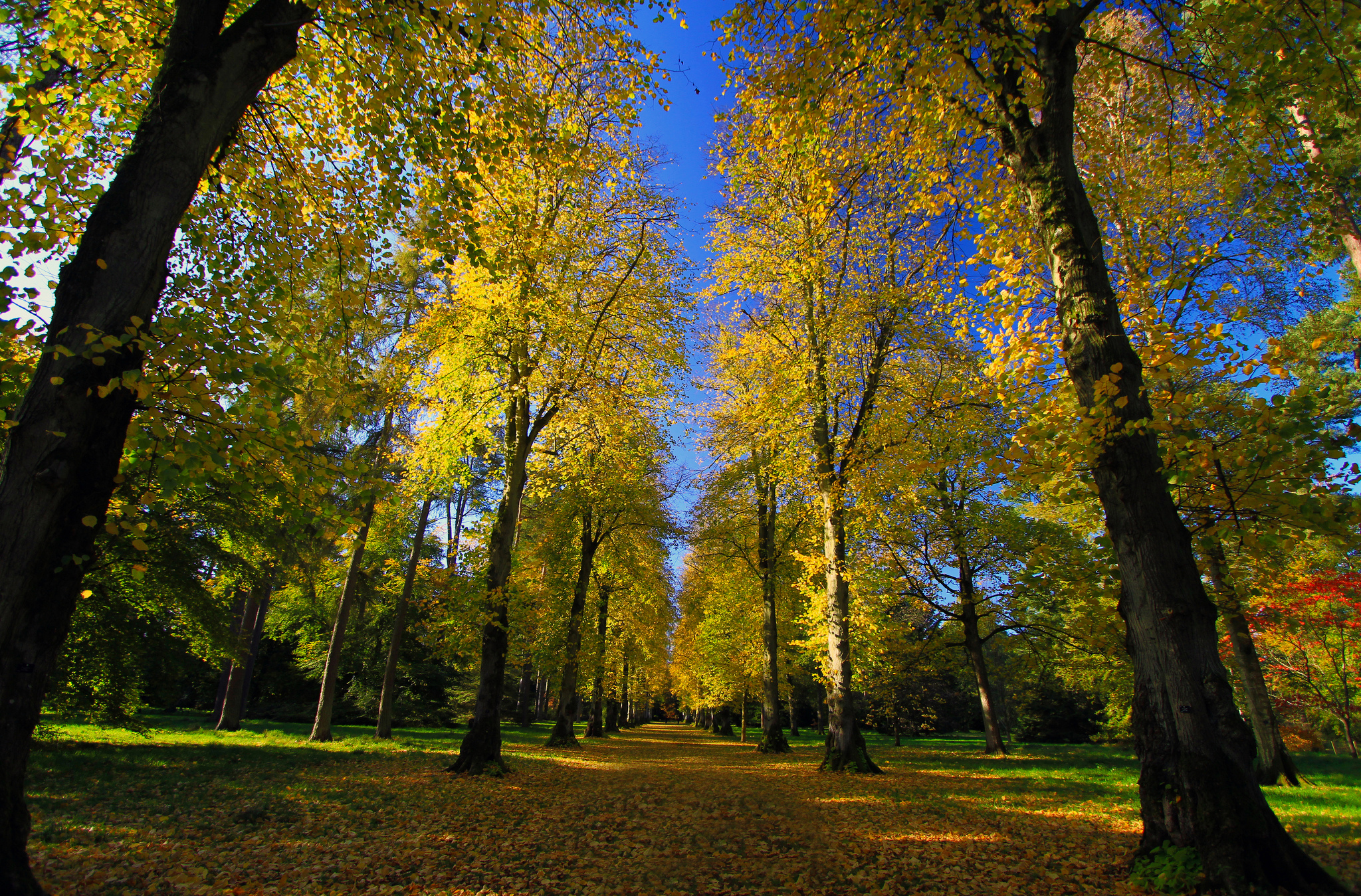 park, Arboretum, Road, Alley, Autumn Wallpaper