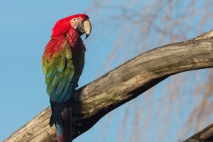 parrot, Macaw, Bird