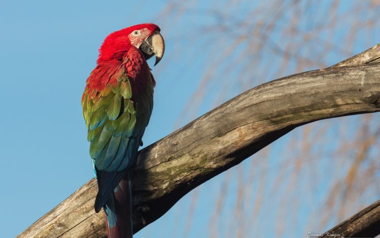parrot, Macaw, Bird HD Wallpaper Desktop Background