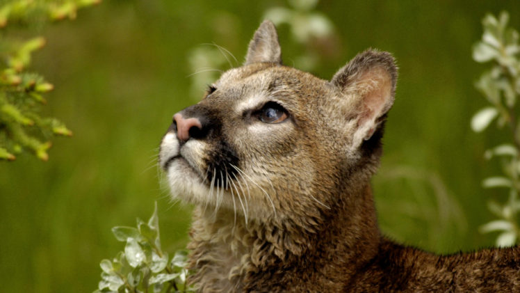 puma, Cougar, Puma, Teen HD Wallpaper Desktop Background