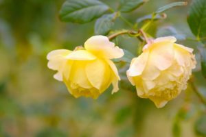 roses, Yellow