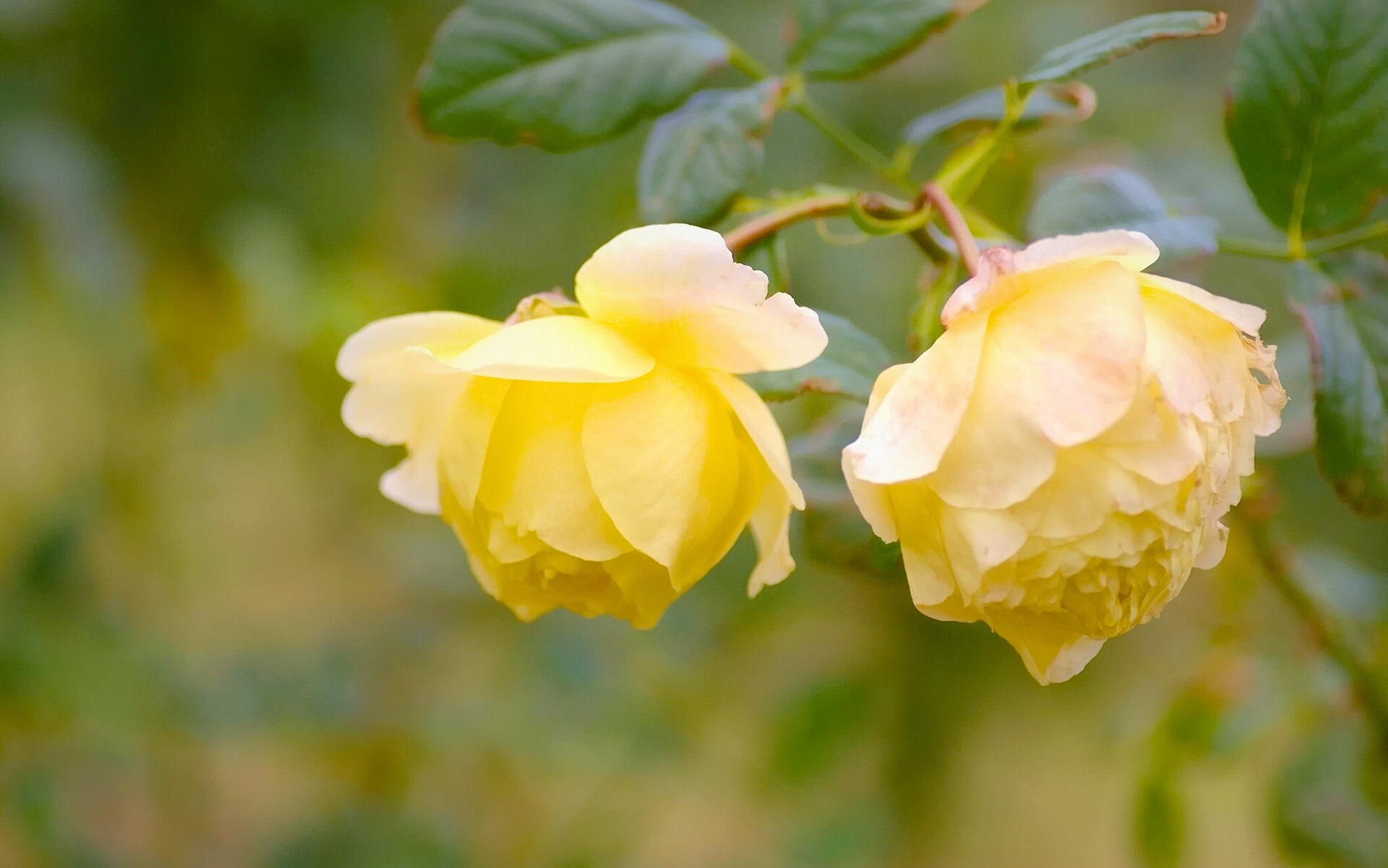 roses, Yellow Wallpaper