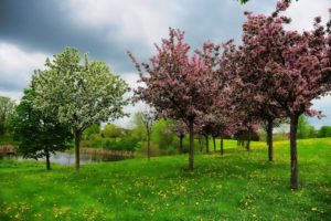 spring, Pond, Hill, Trees, Landscape