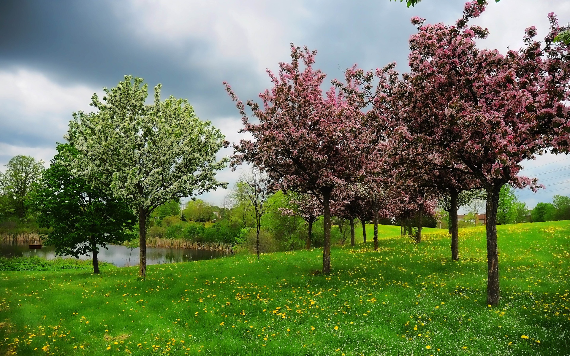 spring, Pond, Hill, Trees, Landscape Wallpaper