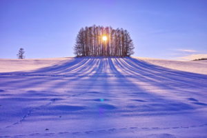 sun, Trees, Day, Field, Snow