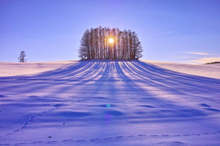 sun, Trees, Day, Field, Snow HD Wallpaper Desktop Background