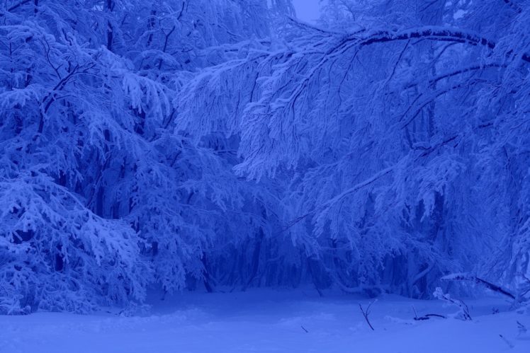wallpaper, Winter, Forest, Trees, Landscape HD Wallpaper Desktop Background