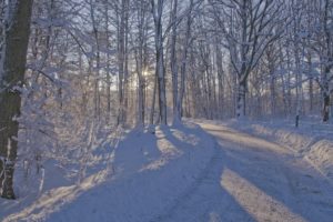 winter, Forest, Road, Trees, Landscape