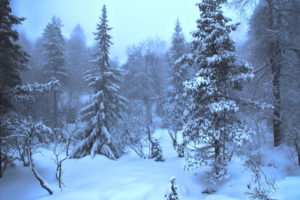 winter, Forest, Trees, Nature
