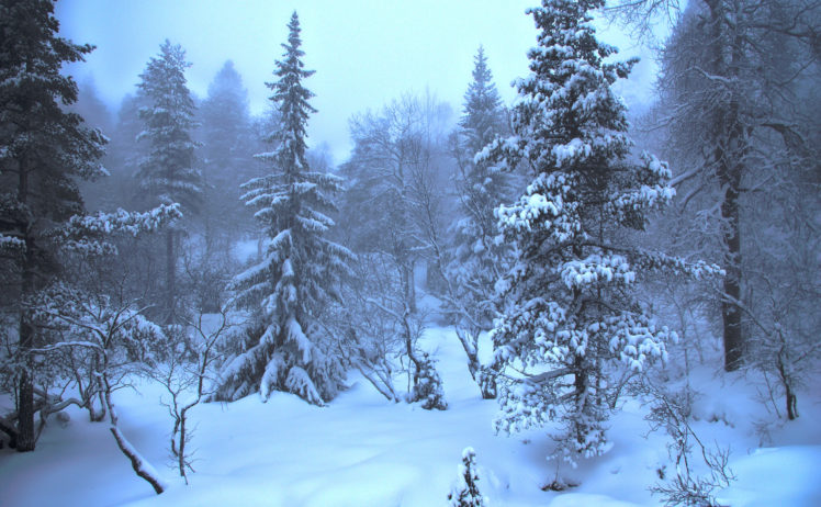 winter, Forest, Trees, Nature HD Wallpaper Desktop Background