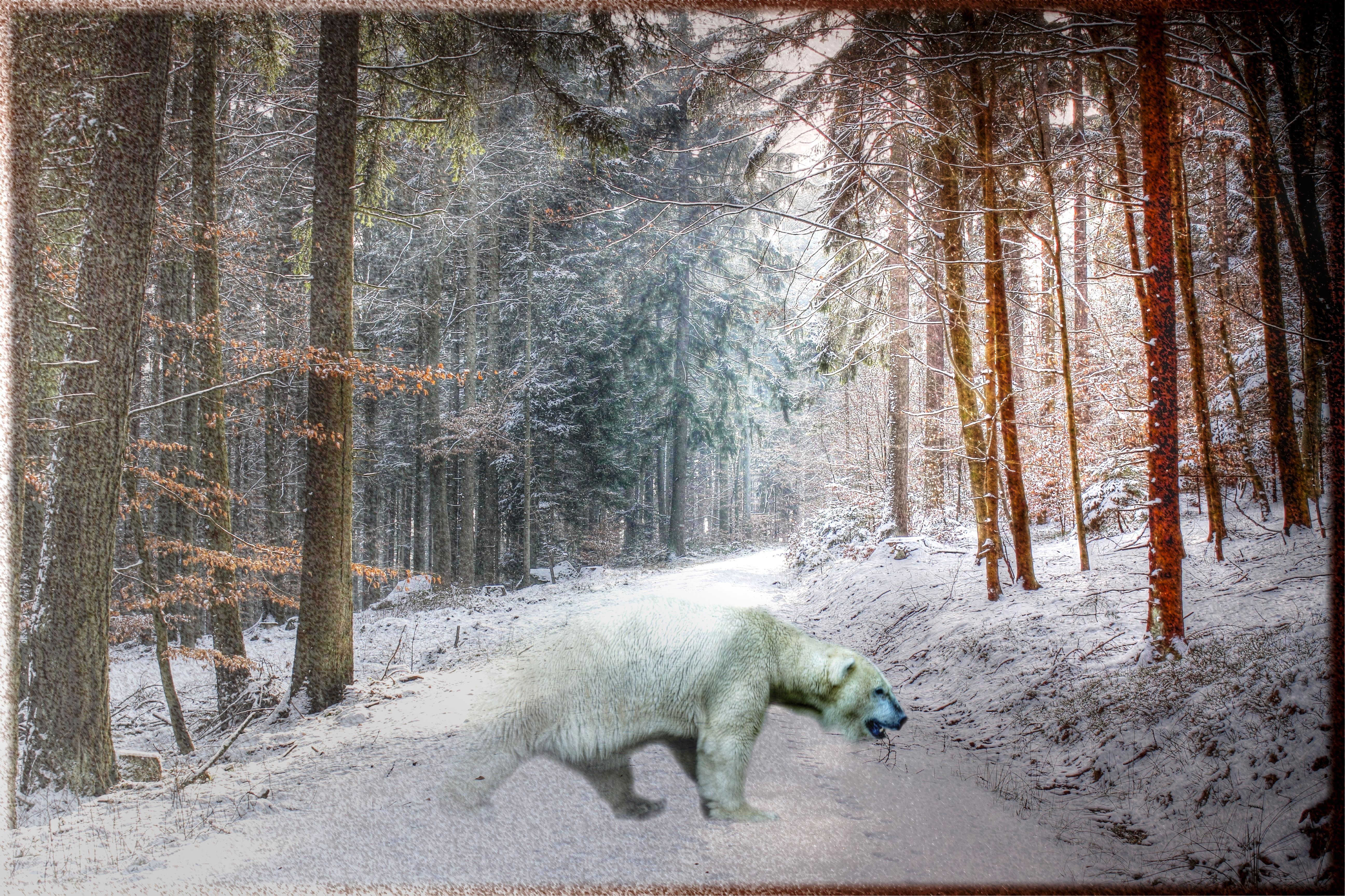winter, Forest, Trees, Polar, Bear, Hdr, Photoshop Wallpaper