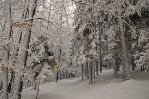 winter, Forest, Trees, Road, Nature