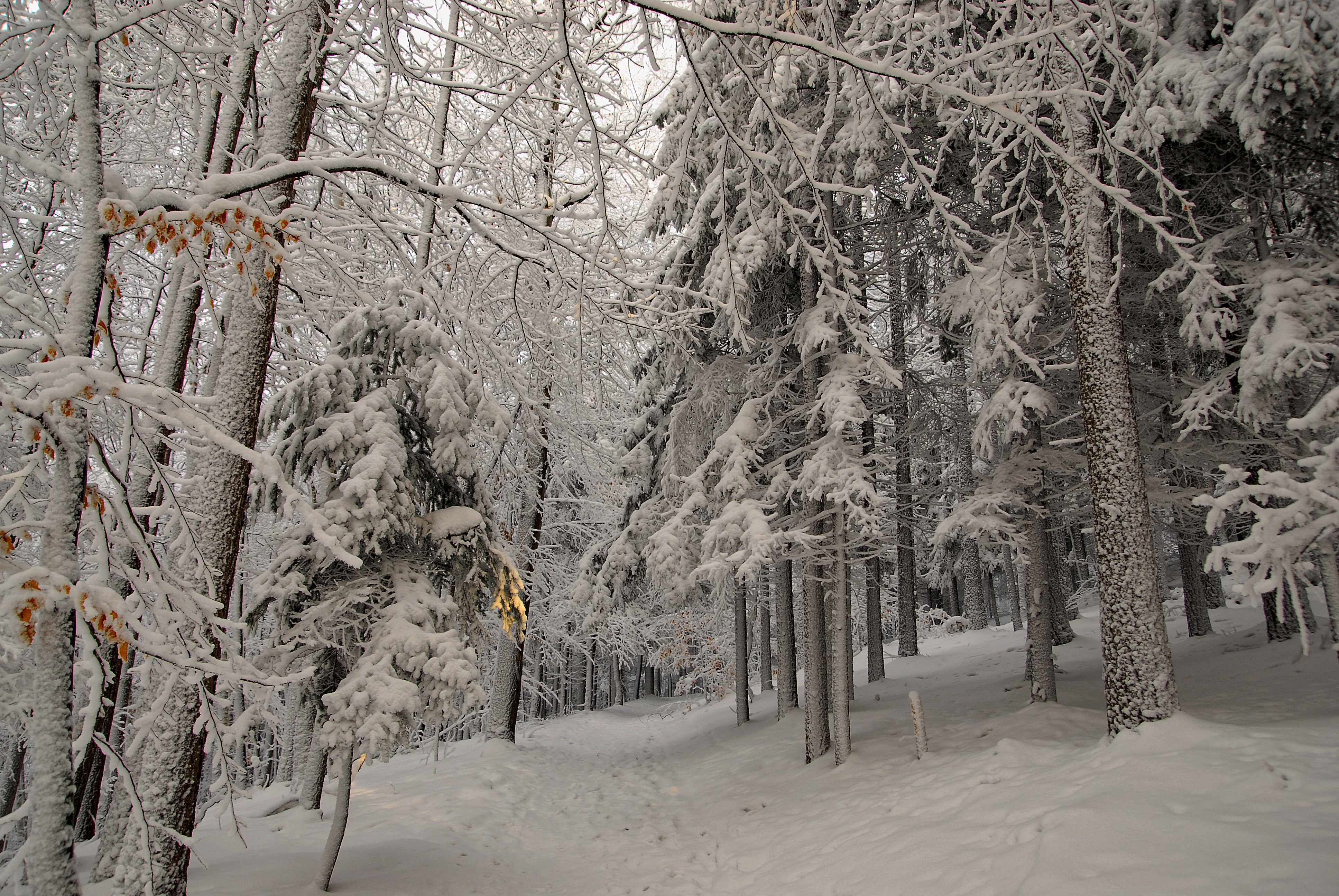winter, Forest, Trees, Road, Nature Wallpaper