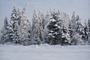 winter, Snow, Trees, Landscape