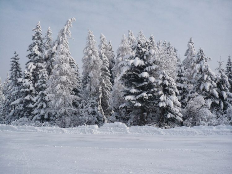 winter, Snow, Trees, Landscape HD Wallpaper Desktop Background